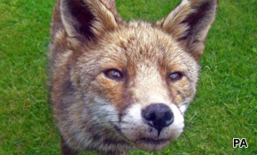 Fear of foxes