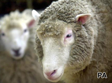 Dolly the Sheep, the first cloned mammal